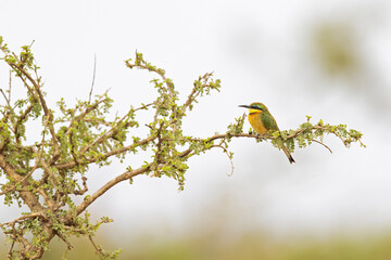 A colourful little bee-eater (Merops pusillus) perched on a branch.