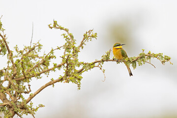 A colourful little bee-eater (Merops pusillus) perched on a branch.
