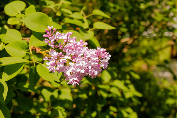 Bright blooms of spring lilacs bush in garden. Spring pink lilac flowers close-up on blurred background. Natural wallpaper. Spring herbal concept. Spring sunny day