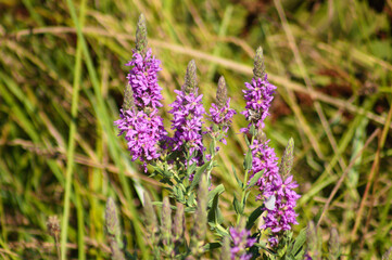 Purple loosestrife in bloom closeup view with selective focus on foreground