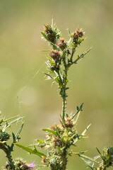 Bull thistle seeds closeup view with green blurred background