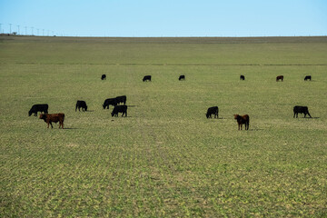 Cows fed with natural grass in pampas countryside, Patagonia, Argentina.