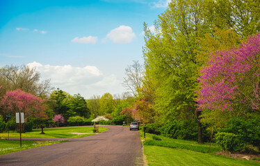Fototapeta na wymiar Suburban Midwestern street in spring; blooming redwood and redbud trees and on both sides; blue sky with clouds in background 