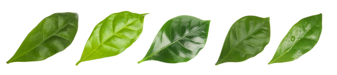 Set with fresh green leaves of coffee plant on white background. Banner design