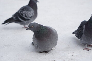 Pigeons in the snow. Urban birds.