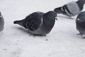 Pigeons in the snow. Urban birds.