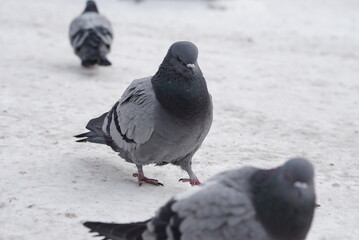 Pigeons in the snow. Urban birds.