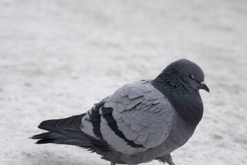 Pigeons in the snow. Urban birds.