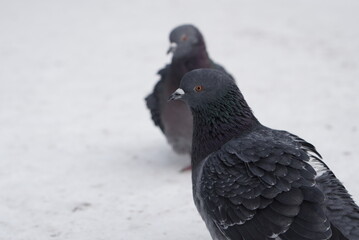 Pigeons in the snow. Urban birds.