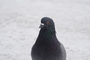 Pigeons in the snow. Urban birds.