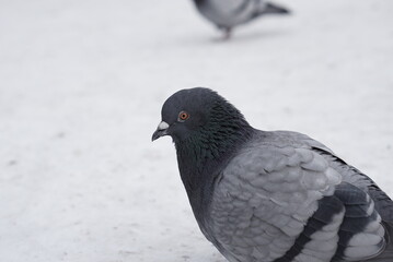 Pigeons in the snow. Urban birds.