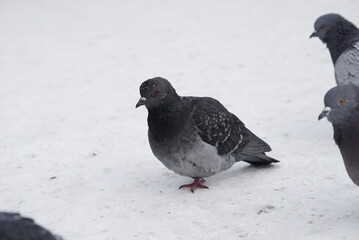 Pigeons in the snow. Urban birds.