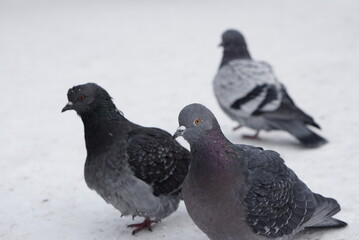 Pigeons in the snow. Urban birds.