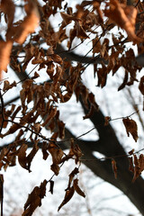autumn leaves on a tree