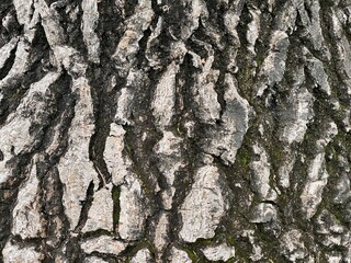 Macro detail of rough tree bark, creating abstract nature background
