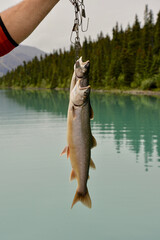 Two Dolly Varden Trout, Caught in the Alaskan Wilderness