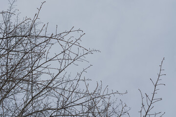The crown of the tree against the blue sky. Branches without leaves.