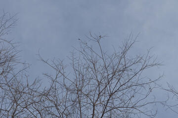 The crown of the tree against the blue sky. Branches without leaves.