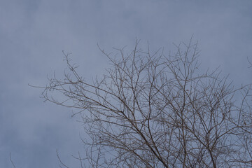 The crown of the tree against the blue sky. Branches without leaves.