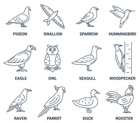 Birds icons set. Collection of editable linear vector illustrations: hummingbird, sparrow, pigeon,  eagle, owl, woodpecker, raven, rooster, duck, seagull, parrot. Birds icons for logos and emblems. - obrazy, fototapety, plakaty