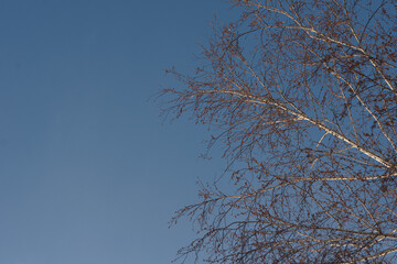 The crown of the tree against the blue sky. Branches without leaves.