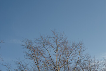 The crown of the tree against the blue sky. Branches without leaves.