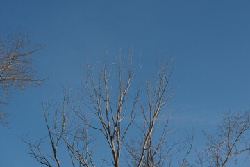 The crown of the tree against the blue sky. Branches without leaves.