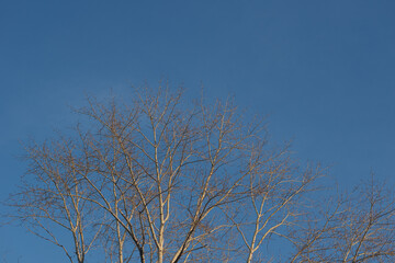 The crown of the tree against the blue sky. Branches without leaves.