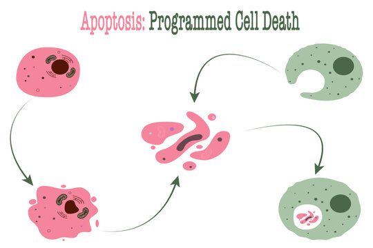 apoptosis programmed cell death diagram