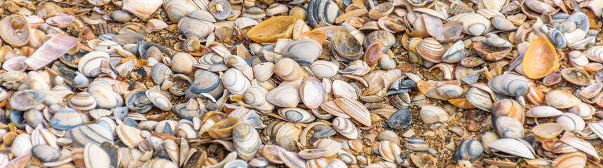 Assortment of sea shells on the beach


