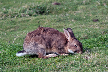 Wild rabbit grazing in a grassy field