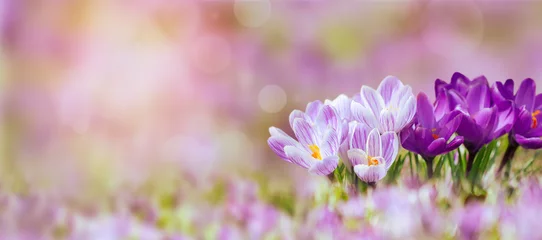 Rolgordijnen Krokus in Frühlingsfarben © babsi_w