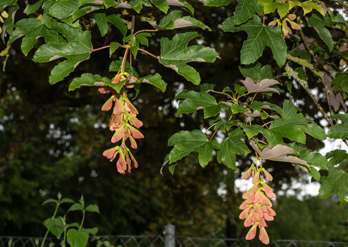 the hanging fruits of a sycamore maple tree