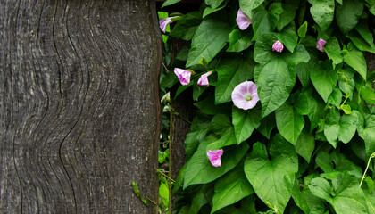 Bindweed planted and entangled in a wire fence that surrounds the yard of the house.