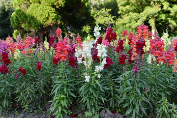 Flowers in the garden