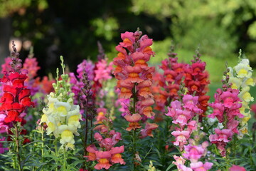 flowers in the garden