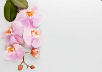 Naklejka na ściany i meble Pink spa orchid theme objects on pastel background.