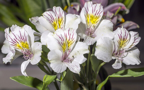 A bouquet of white flowers of alstroemeria photographed in close-up.
