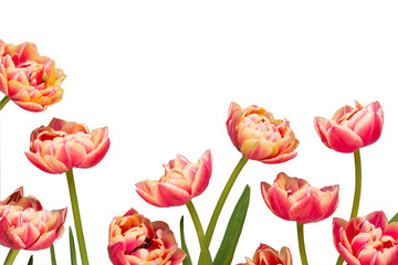 Spring flowers, tulips on pastel colors background. Retro vintage style.
