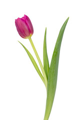 Lilac tulip flower on whitebackground.
