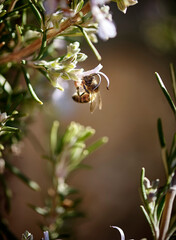 bee sucking a rosemary flower

