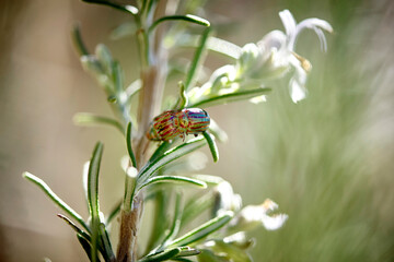 

Jewel beetles mating on a rosemary leaf

