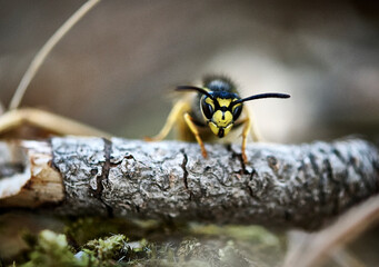 wasp perched on a stick

