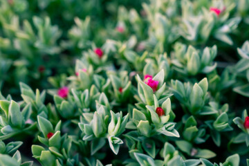 red tulip and grass