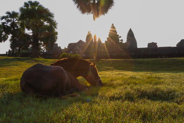 Caballo al amanecer en el templo de Angkor Wat, Camboya