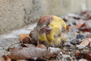 Fruta podrida.