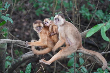 Fototapeta premium Wild family in Amazon rainforest of white fronted capuchin monkeys (Cebus albifrons) from subfamily Cebinae. The mother animal is carrying a small baby on her back. Near Iranbuba, Amazonas, Brazil.