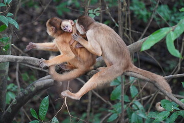 Wild family in Amazon rainforest of white fronted capuchin monkeys (Cebus albifrons) from subfamily Cebinae. The mother animal is carrying a small baby on her back.  Near Iranbuba, Amazonas, Brazil.
