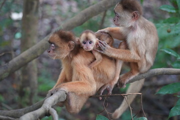 Wild family in Amazon rainforest of white fronted capuchin monkeys (Cebus albifrons) from subfamily Cebinae. The mother animal is carrying a small baby on her back.  Near Iranbuba, Amazonas, Brazil.