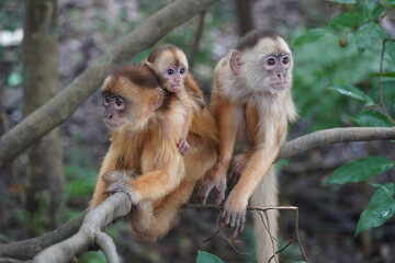 Wild family in Amazon rainforest of white fronted capuchin monkeys (Cebus albifrons) from subfamily...